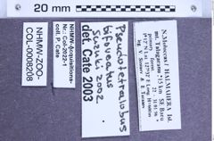 Etikette zu Pseudotetralobus bifoveatus (NHMW-ZOO-COL-0008208)